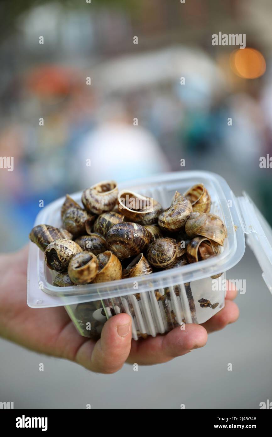Gekochte Escargots (essbare Schnecken) in einem Kunststofftablett serviert Stockfoto