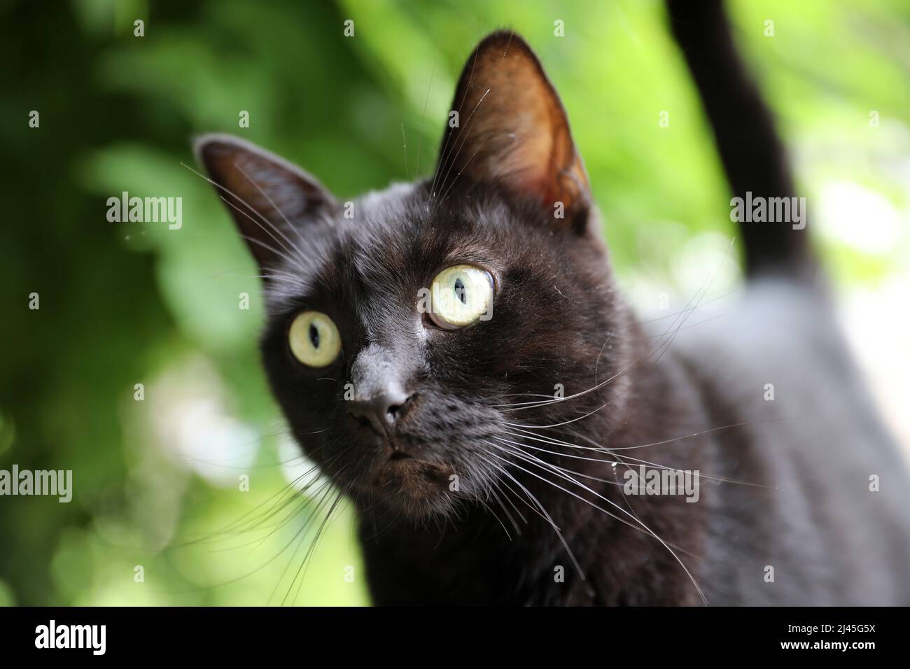 Schwarze Katze, Kopf mit Augen, Ohren und Schnurrhaaren, Sinnesorgane Stockfoto