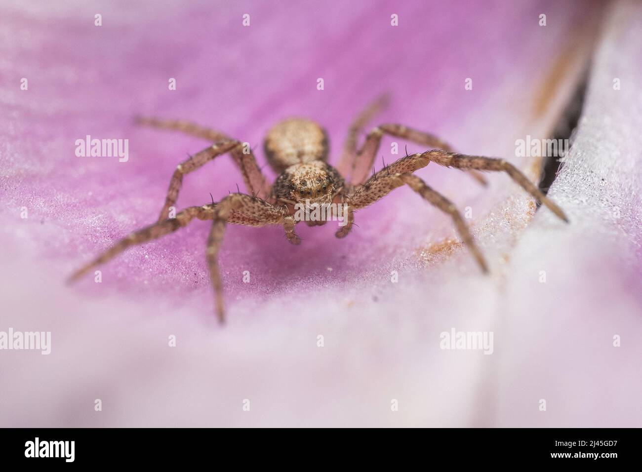 Eine laufende Kohlspinne - Philodromidae, Philodromus sp - ruht auf einem Blütenblatt in Hertfordshire, England, Großbritannien Stockfoto