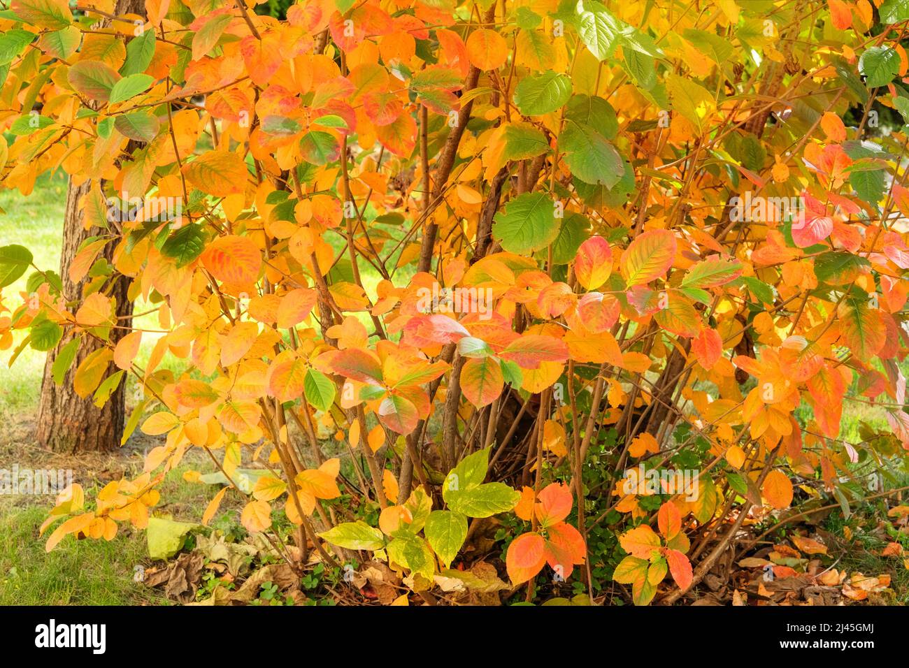 Herbst Stadtpark an der Sonne. Gelbe, orange, braune Blätter auf dem Boden in der Herbstsaison. Abulous Landschaft. Stockfoto