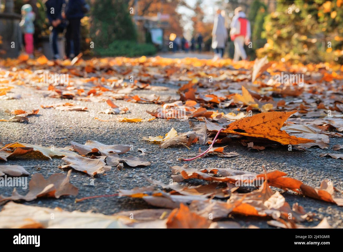 Herbstlicher Stadtpark. Junge Leute laufen im Park an warmen sonnigen Herbsttag. Orange Herbstblätter im Pfad. Stockfoto