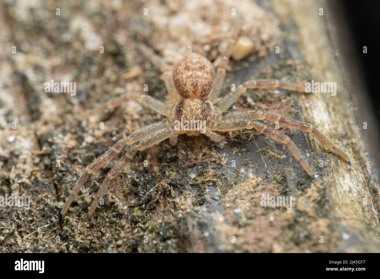 Eine junge, laufende Krabbenspinne - Philodromus sp - ruht auf einem Zaunpfosten in Großbritannien Stockfoto
