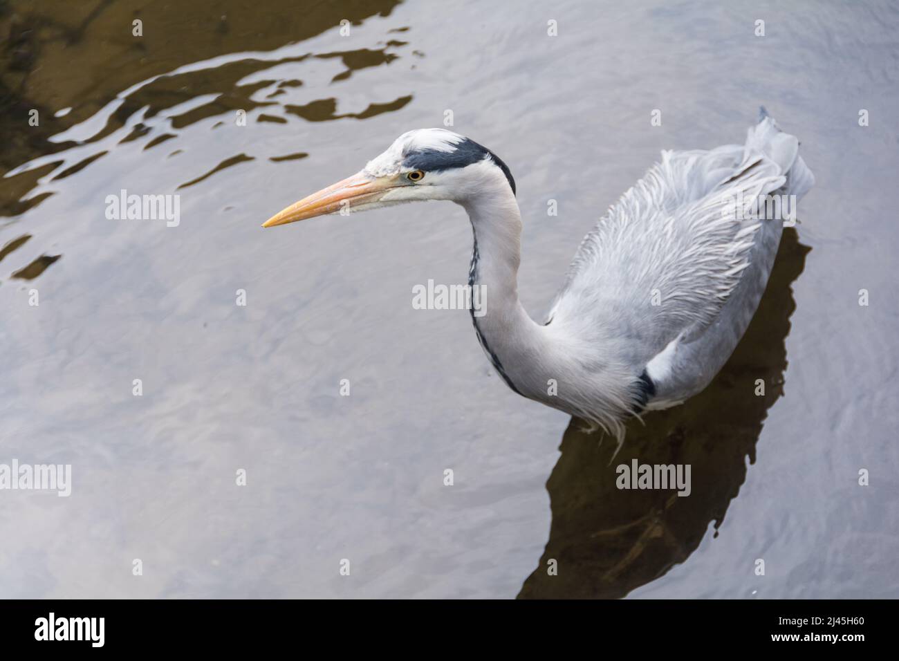 Nahaufnahme eines Graureihers (Ardea cinerea), der durch Wasser weht, England, Großbritannien. Stockfoto