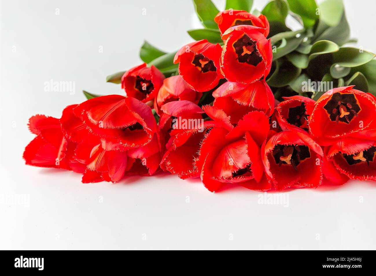 Bouquet von roten Frottee Tulpen auf weißem Hintergrund. Ein vorbereittiger Ort für Ihren Einladungstext, Herzlichen Glückwunsch. Stockfoto