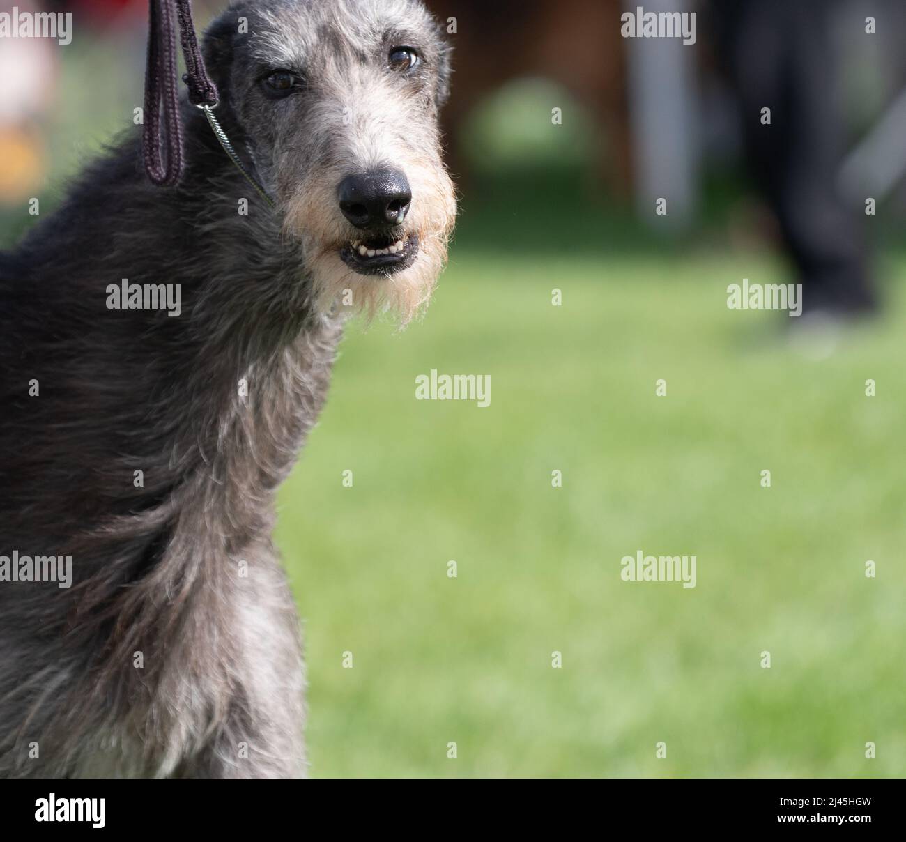 Scottish Deerhound Nahaufnahme bei der Hundeausstellung Stockfoto