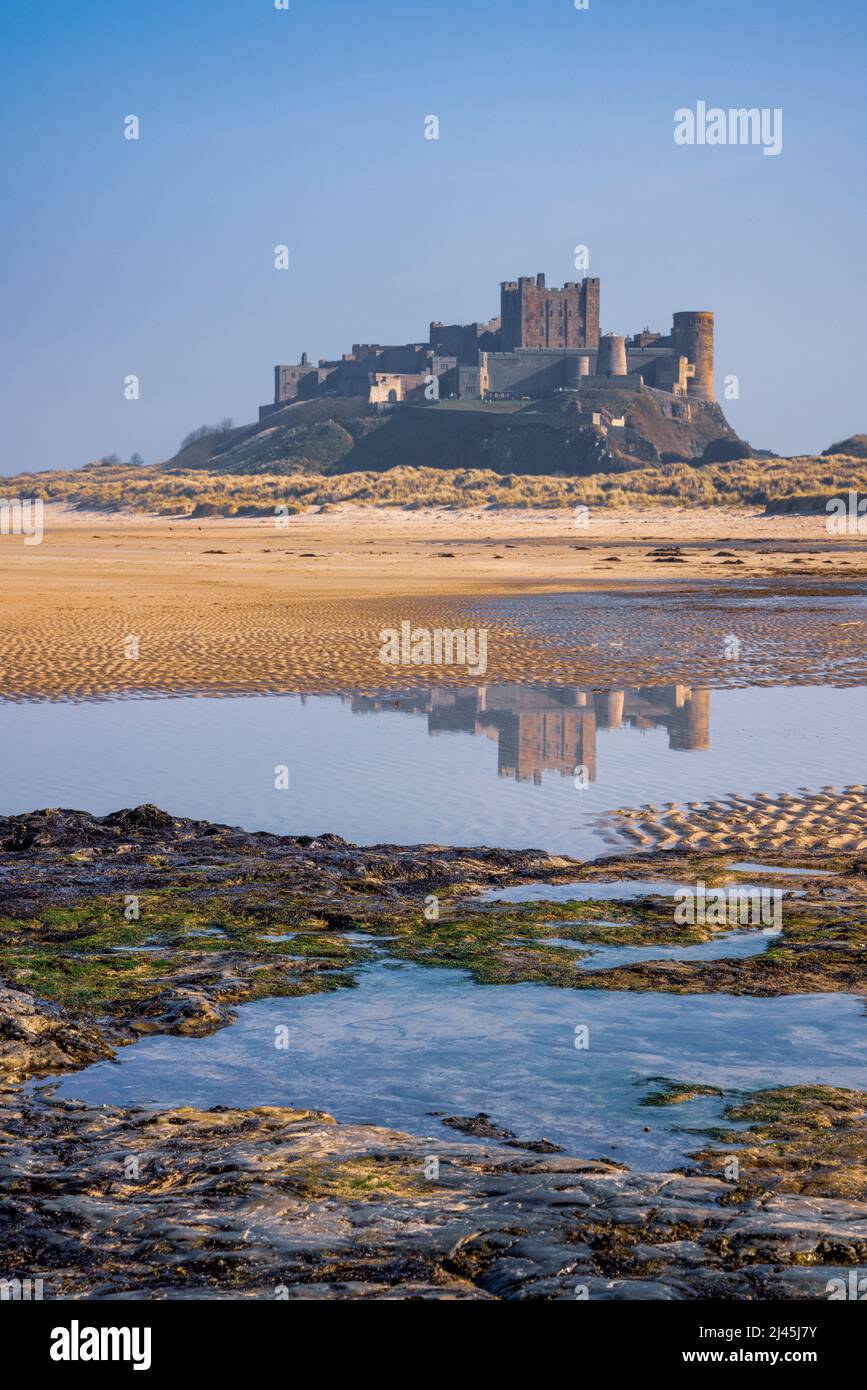 Über die Felsenpools von Bamburgh Beach nach Bamburgh Castle, Northumberland, England Stockfoto