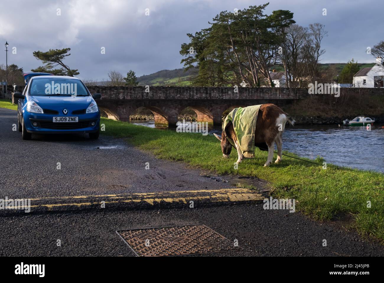 Ziege in einer gut sichtbaren Jacke, die am Glendun River entlang grast, während er im Dorf Glendun in der Grafschaft Antrim Nordirland ins Meer fließt Stockfoto