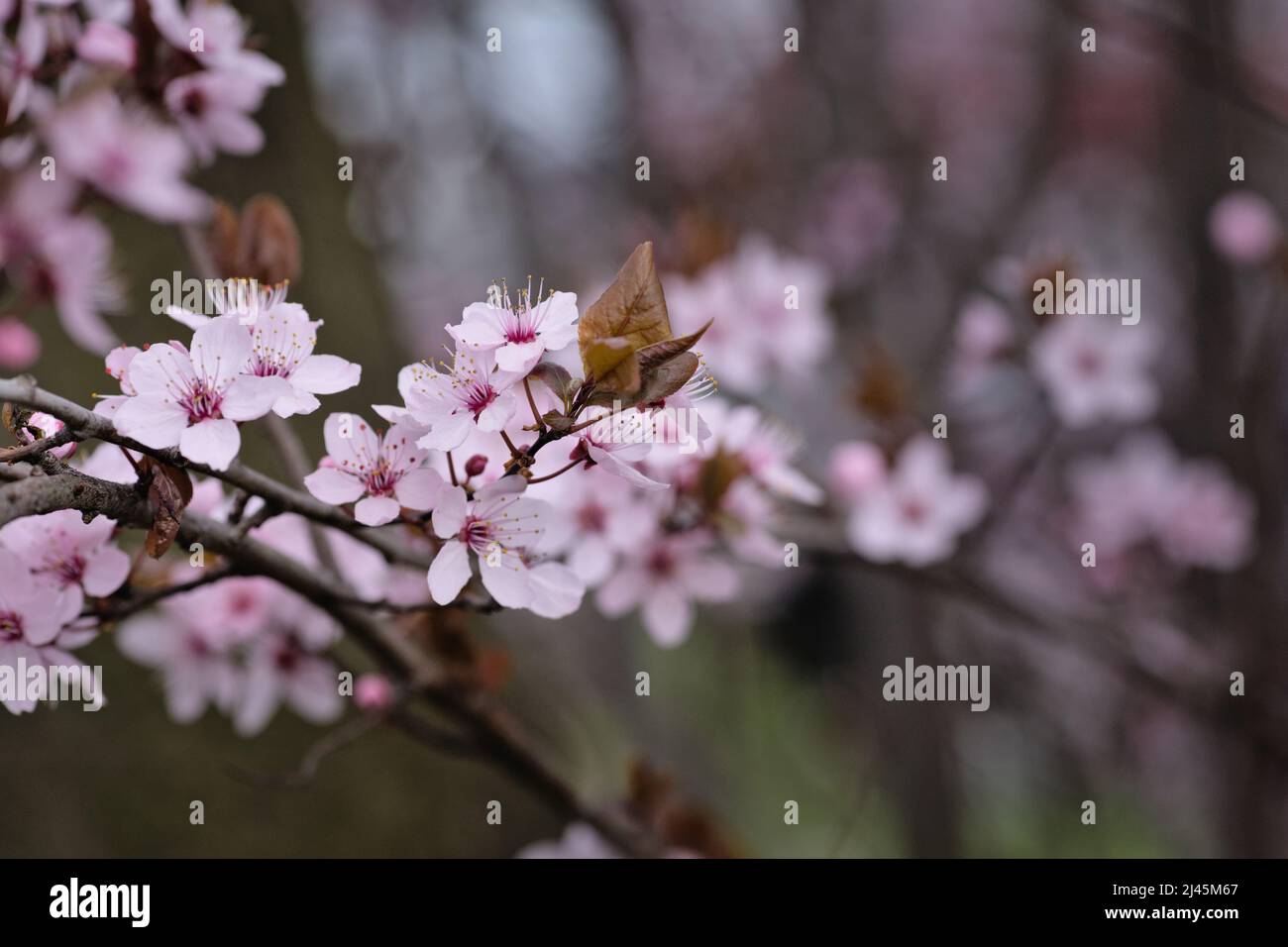 Rosa Kirschblüte im Frühling, nebliger Morgen Stockfoto