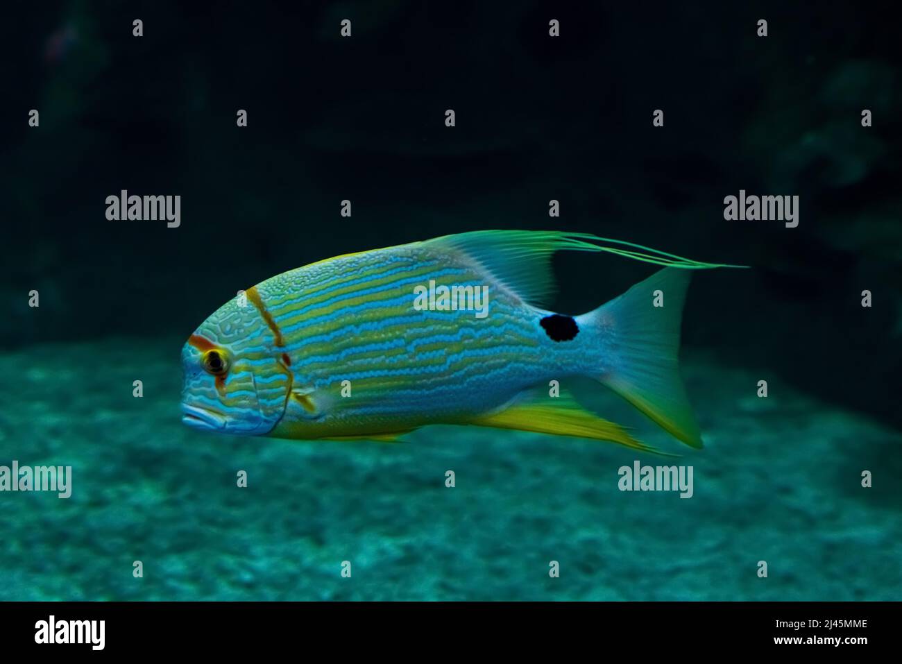 Tiere der Unterwasserwelt. Ökosystem. Farbenfrohe tropische Fische. Leben in einem Korallenriff. Stockfoto