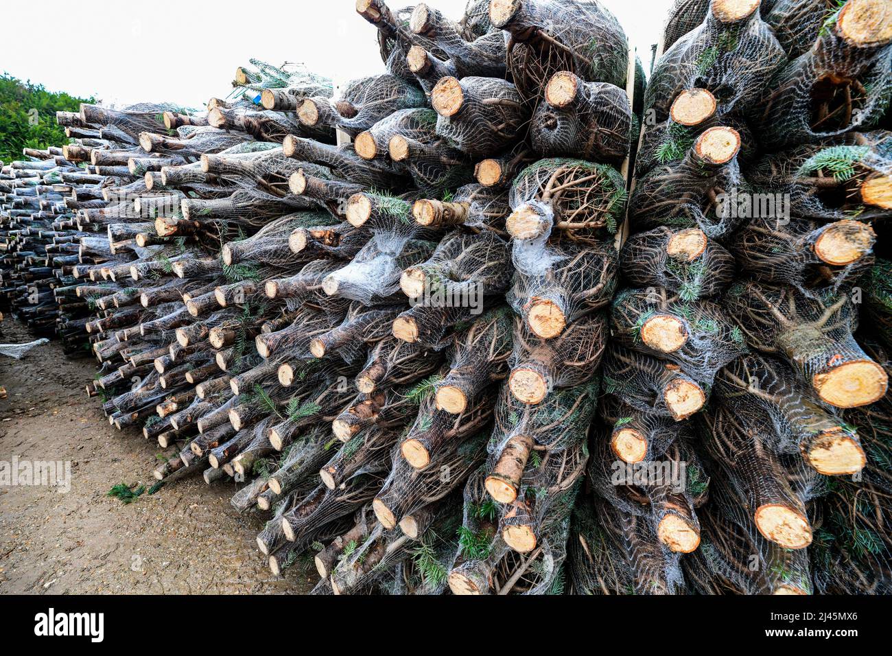 Sacquenville (Nordfrankreich): Produktion von Weihnachtsbäumen auf dem Bauernhof ÒFerme du PavillonÓ Stockfoto