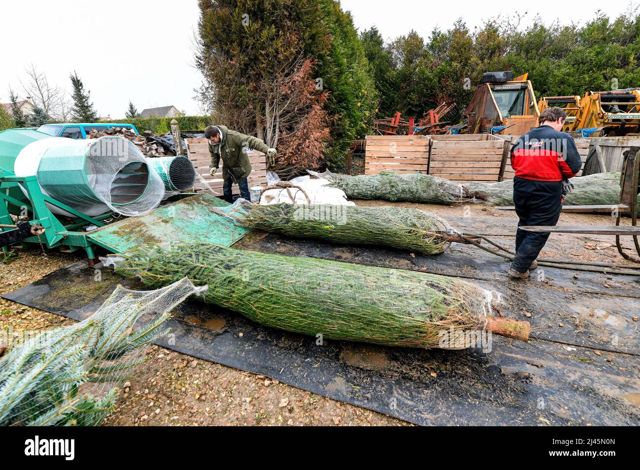 Sacquenville (Nordfrankreich): Produktion von Weihnachtsbäumen auf dem Bauernhof ÒFerme du PavillonÓ Stockfoto