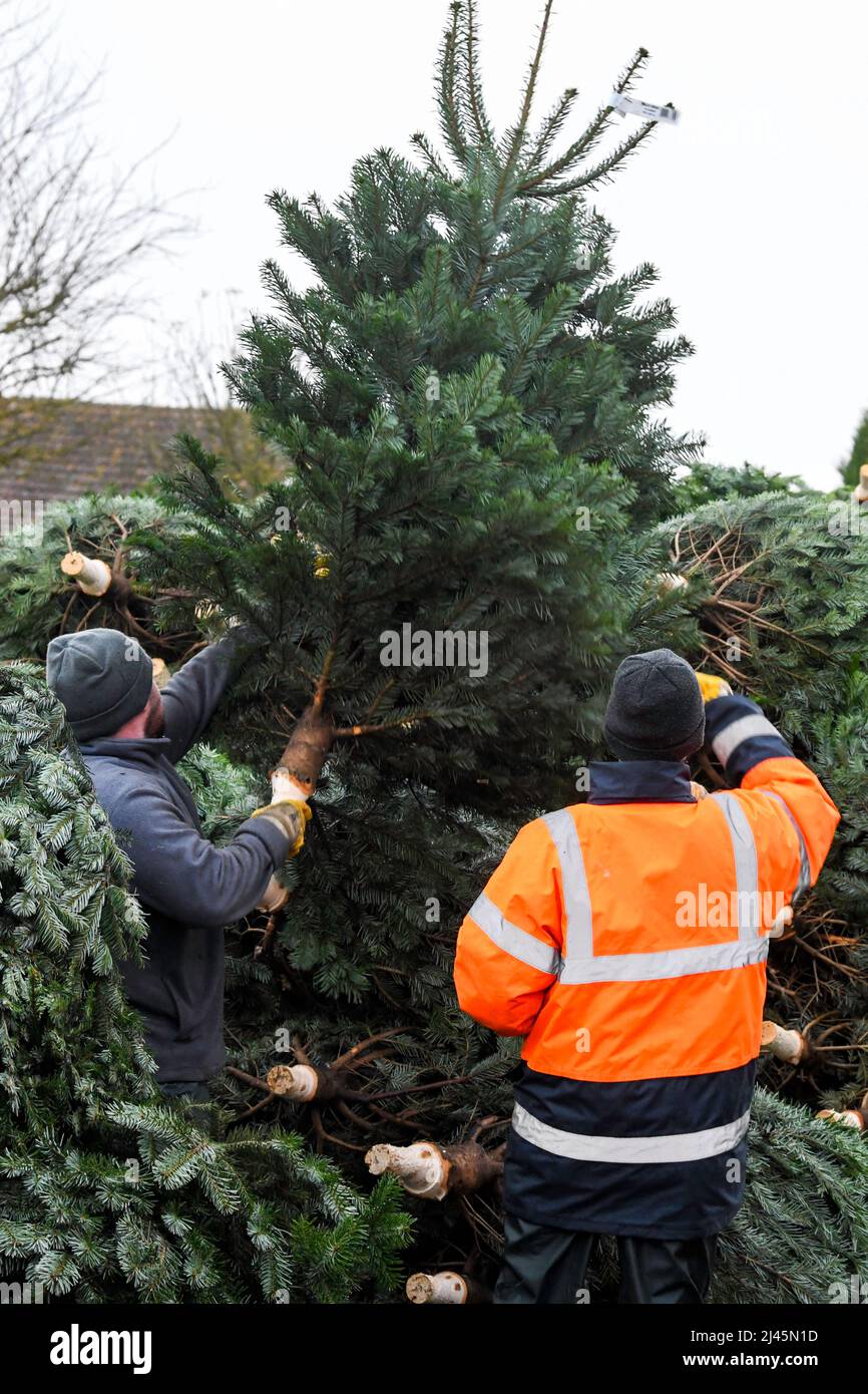 Sacquenville (Nordfrankreich): Produktion von Weihnachtsbäumen auf dem Bauernhof ÒFerme du PavillonÓ Stockfoto