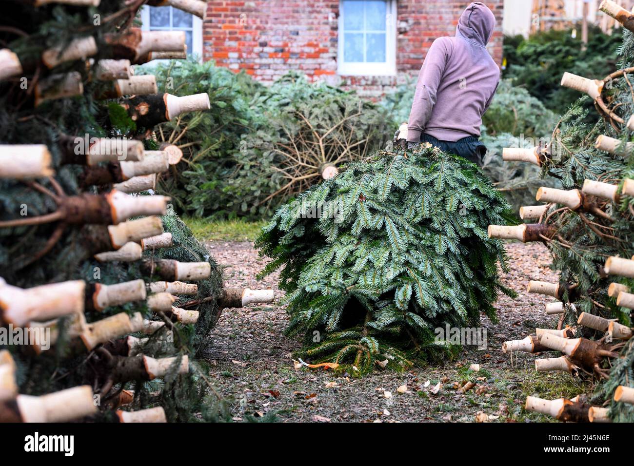 Sacquenville (Nordfrankreich): Produktion von Weihnachtsbäumen auf dem Bauernhof „Ferme du Pavillon“ Stockfoto