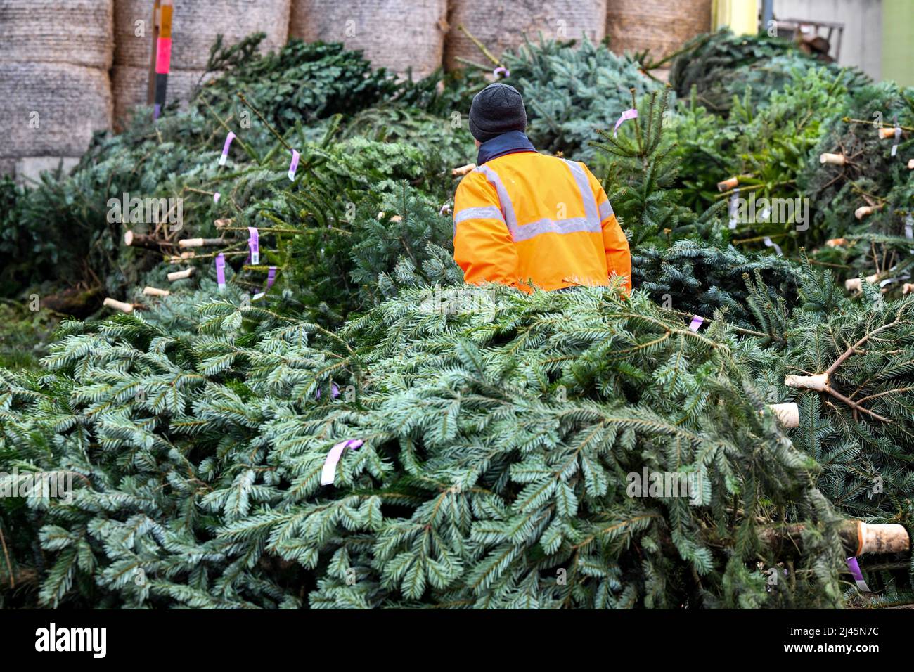 Sacquenville (Nordfrankreich): Produktion von Weihnachtsbäumen auf dem Bauernhof ÒFerme du PavillonÓ Stockfoto
