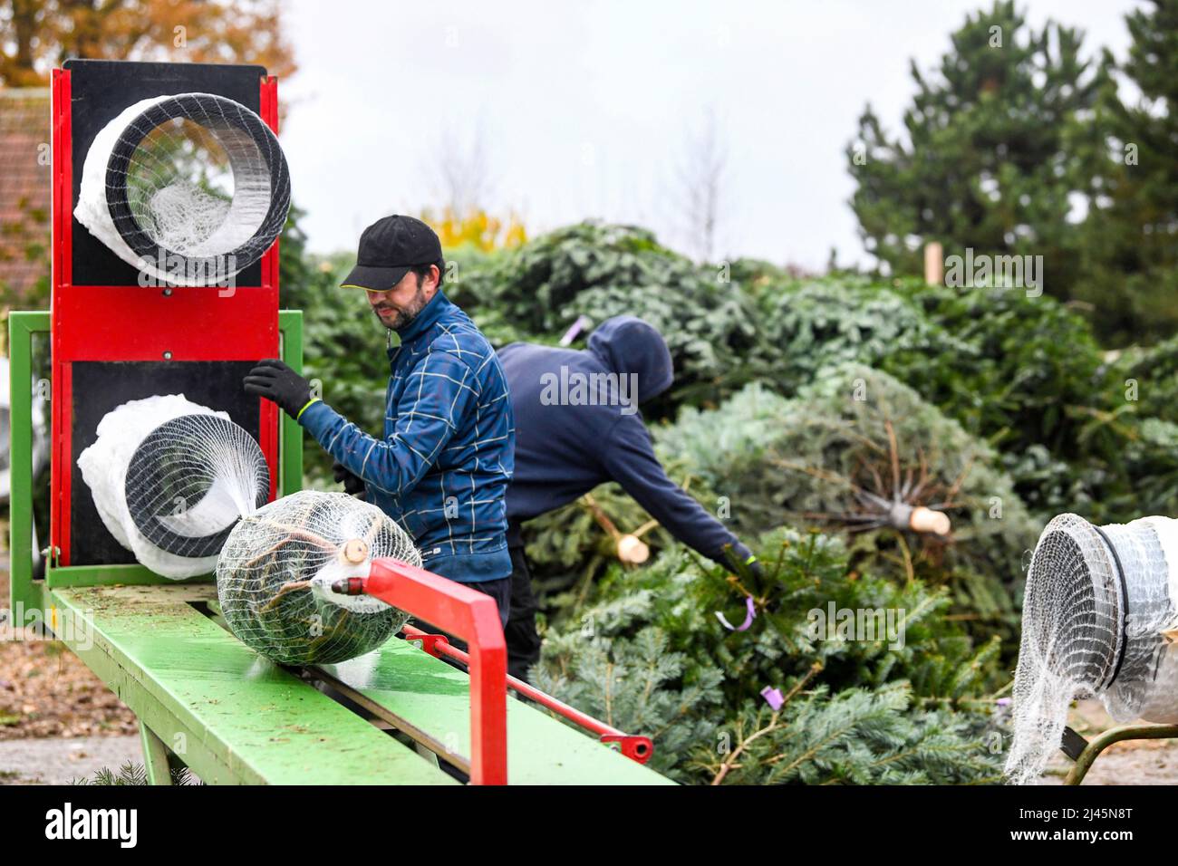 Sacquenville (Nordfrankreich): Produktion von Weihnachtsbäumen auf dem Bauernhof „Ferme du Pavillon“ Stockfoto
