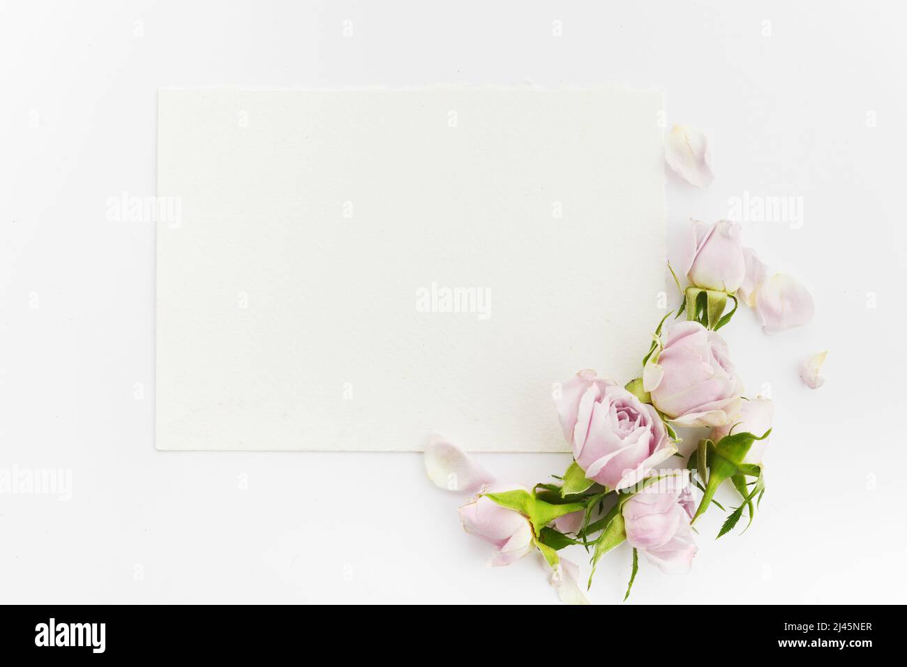 Rahmen aus Rosen und Blütenblättern auf weißem Hintergrund. Flach liegend. Stockfoto