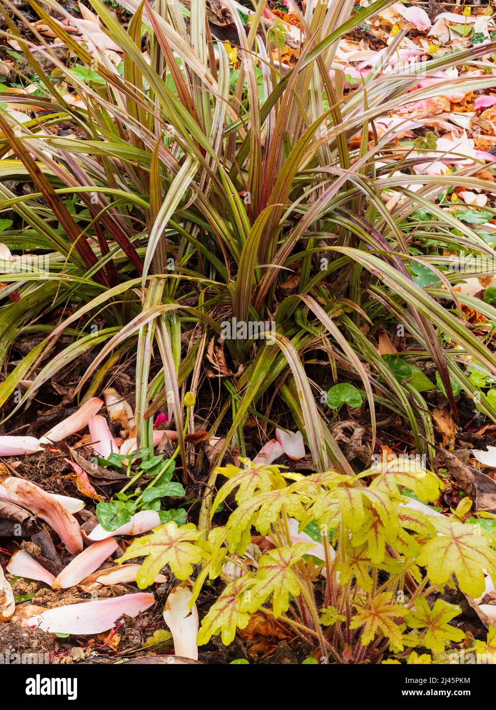 Stacheliges Laub des winterharten immergrünen Neuseelands, Astelia nervosa 'Westland', teilt sich eine schattige Grenze mit x Heucherella 'Alabama Sunrise' Stockfoto