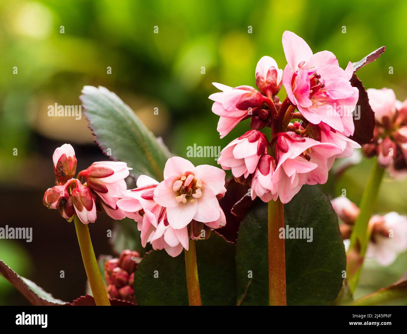 Rosafarbene Blüten des Frühlings, winterhart, immergrüne Staude, Bergenia 'Dagonfly Sakura' Stockfoto