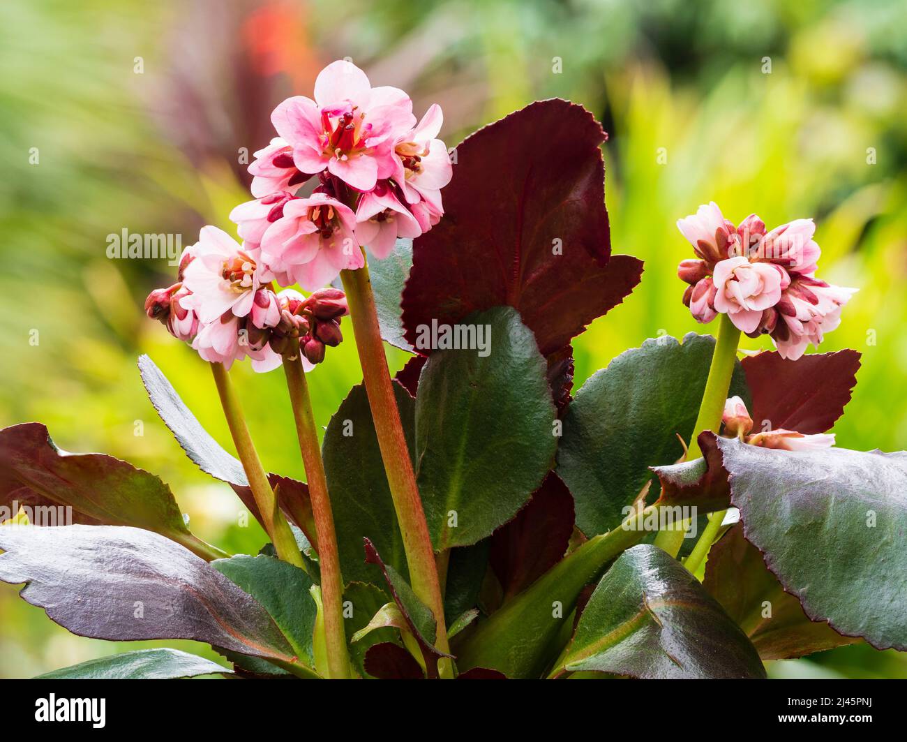 Rosafarbene Blüten des Frühlings, winterhart, immergrüne Staude, Bergenia 'Dagonfly Sakura' Stockfoto