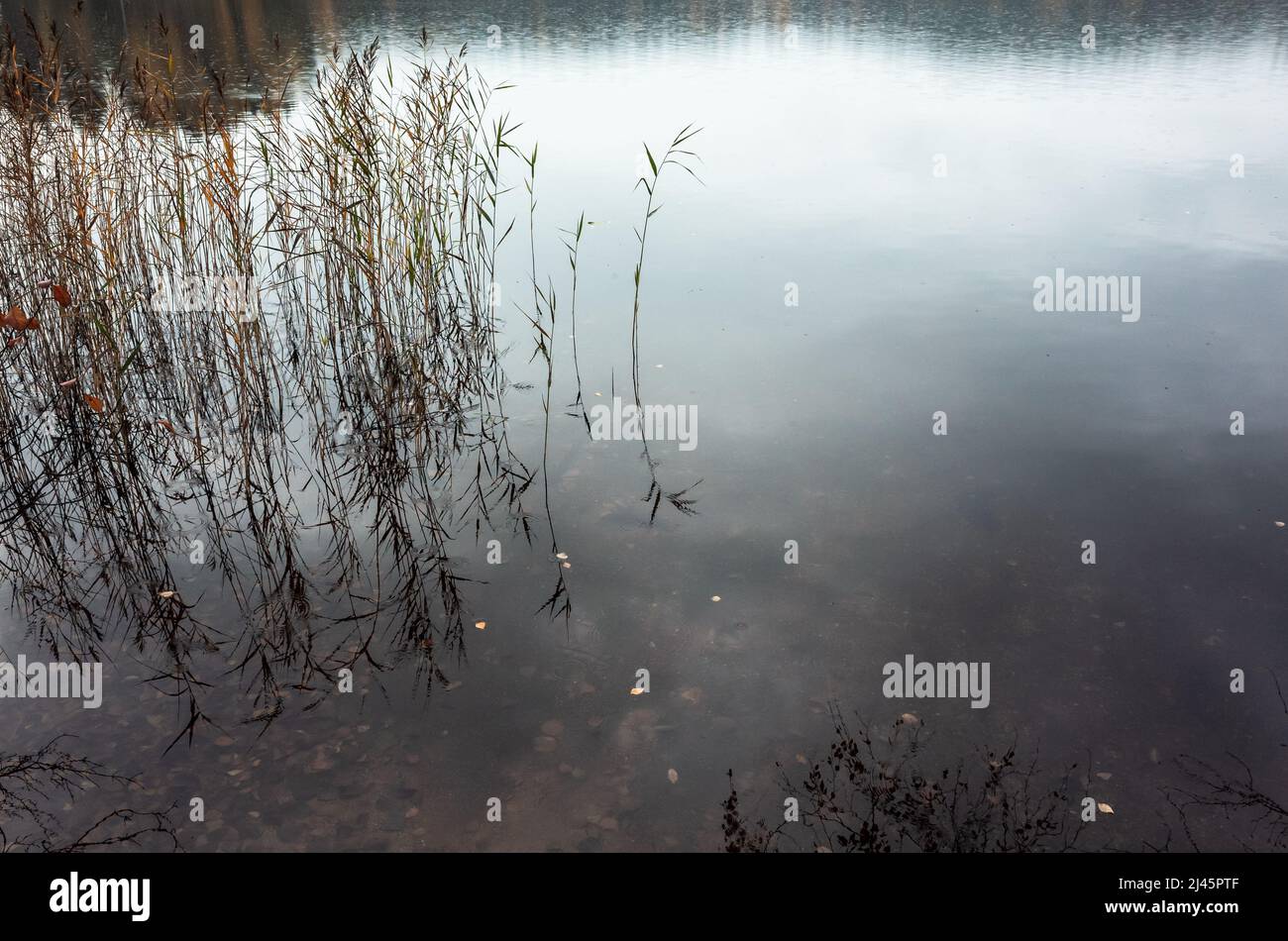 Herbstlandschaft, noch See mit Küstenschilf, natürliches Hintergrundfoto Stockfoto