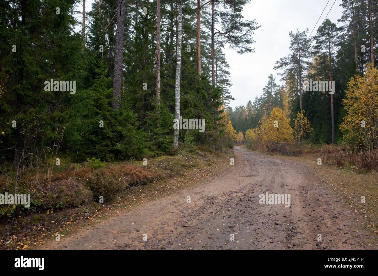 Schmutzige ländliche Straße geht durch gemischten europäischen Wald, natürlichen Hintergrund Fotolandschaft Stockfoto
