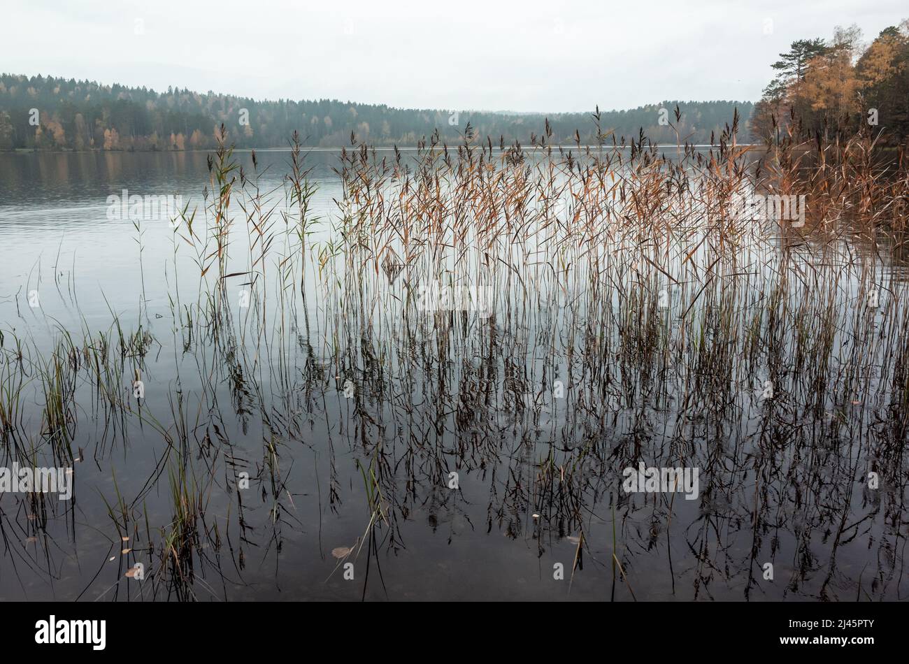 Noch See mit Küstenschilf, natürliches Hintergrundfoto. Herbstlandschaft Stockfoto