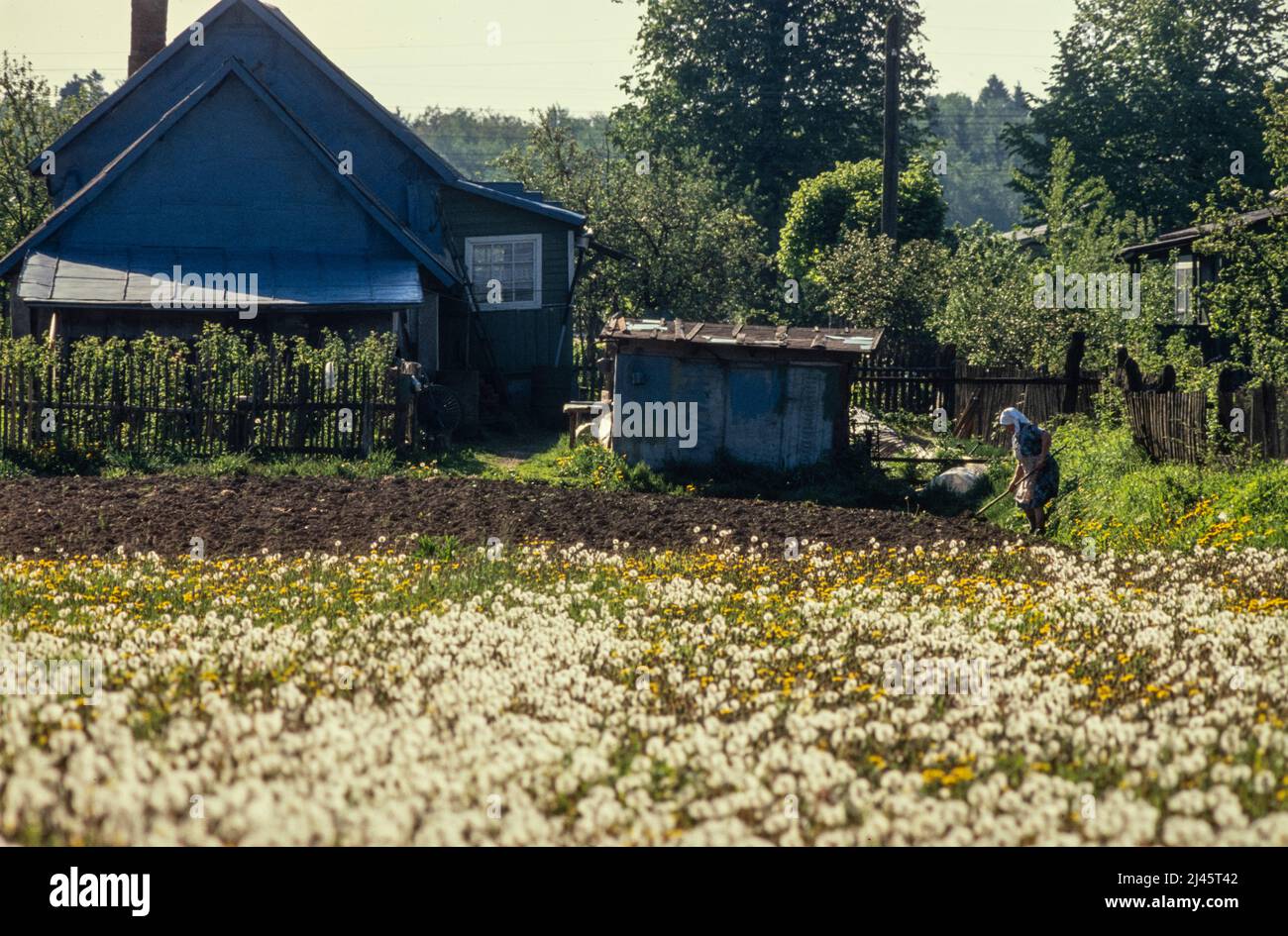 Eine Frau, die auf einem Grundstück hinter ihrem Haus in der Stadt Sergijew Posad, ehemals Sagorsk, 70 km von Moskau entfernt, arbeitet, Mai 1990. Stockfoto