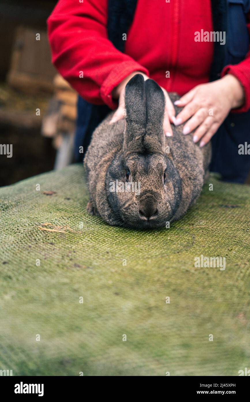 Ukrainischer Bauer mit einem großen grauen Kaninchen Stockfoto