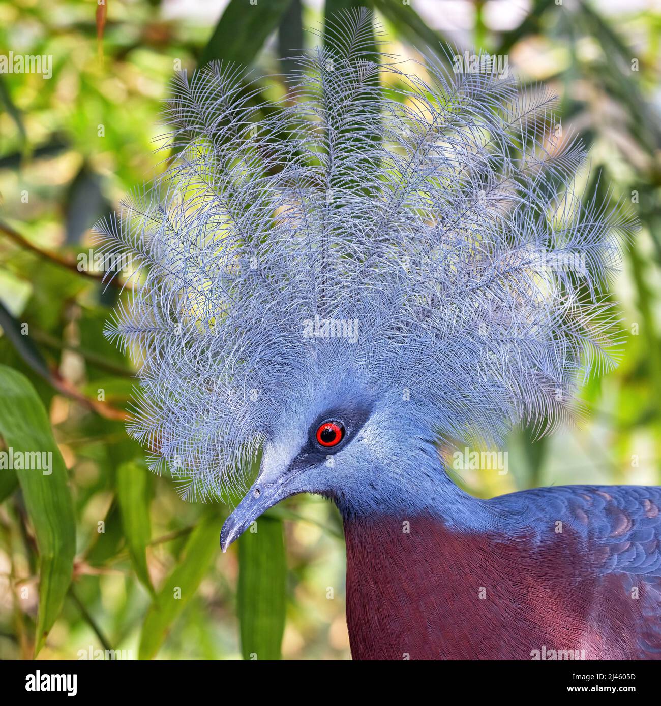 Nahaufnahme einer Sclaters-gekrönten Taube, goura sclaterii, einer großen Erdtaube aus den Tieflandwäldern Neuguineas. Stockfoto
