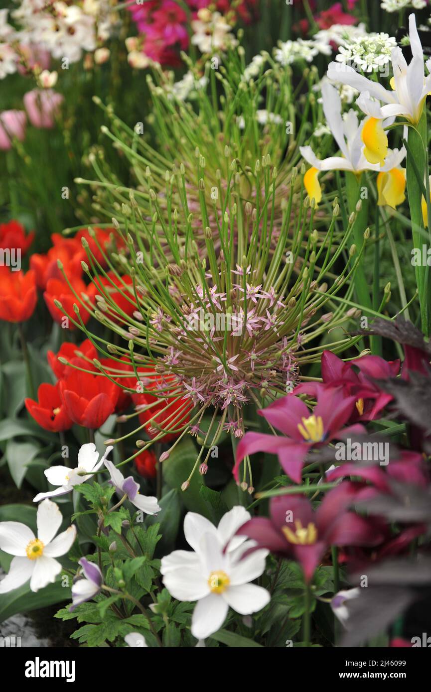 Schuberts Zwiebel (Allium schubertii) blüht auf einer Ausstellung im Mai Stockfoto