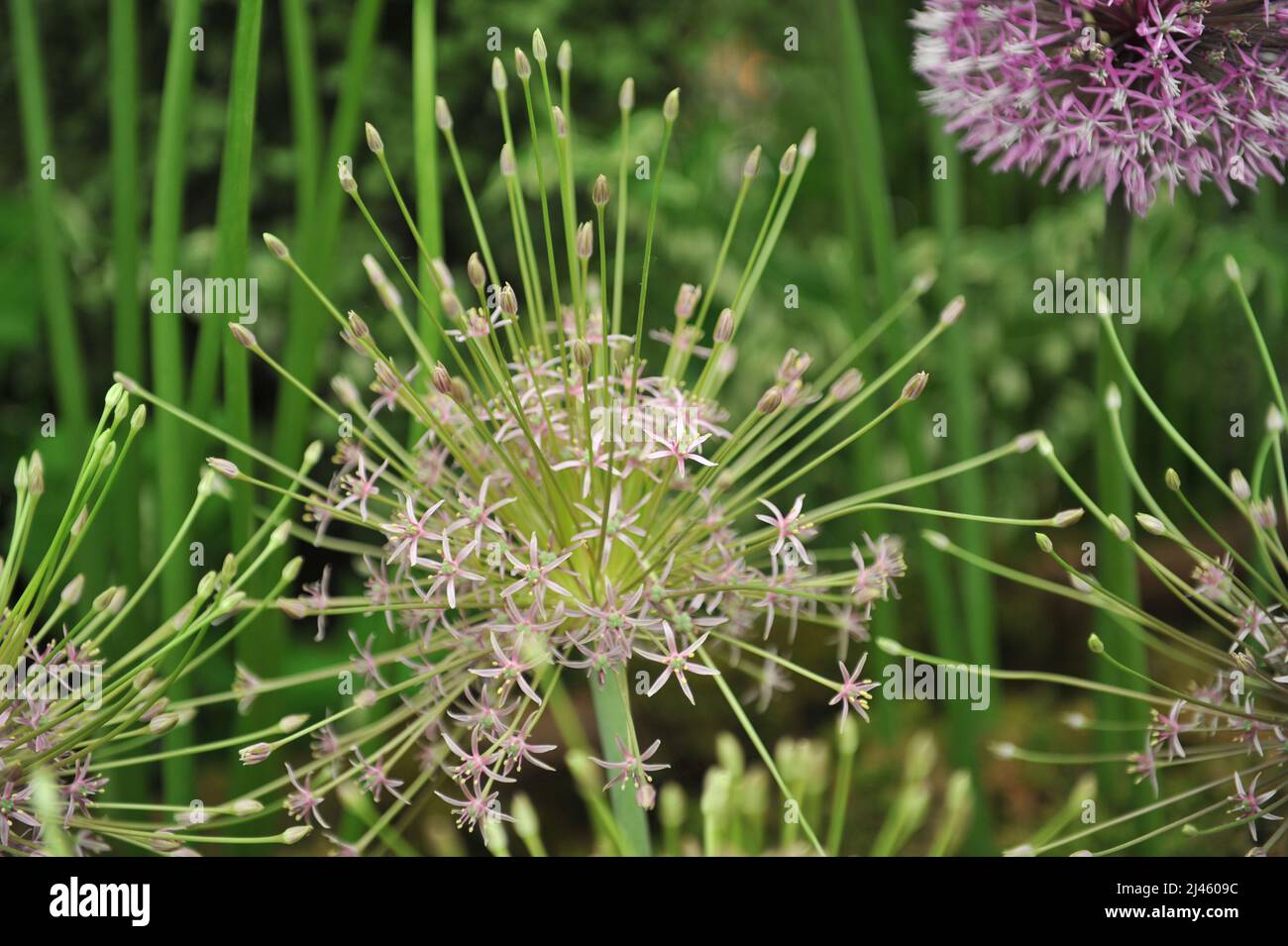 Schuberts Zwiebel (Allium schubertii) blüht auf einer Ausstellung im Mai Stockfoto