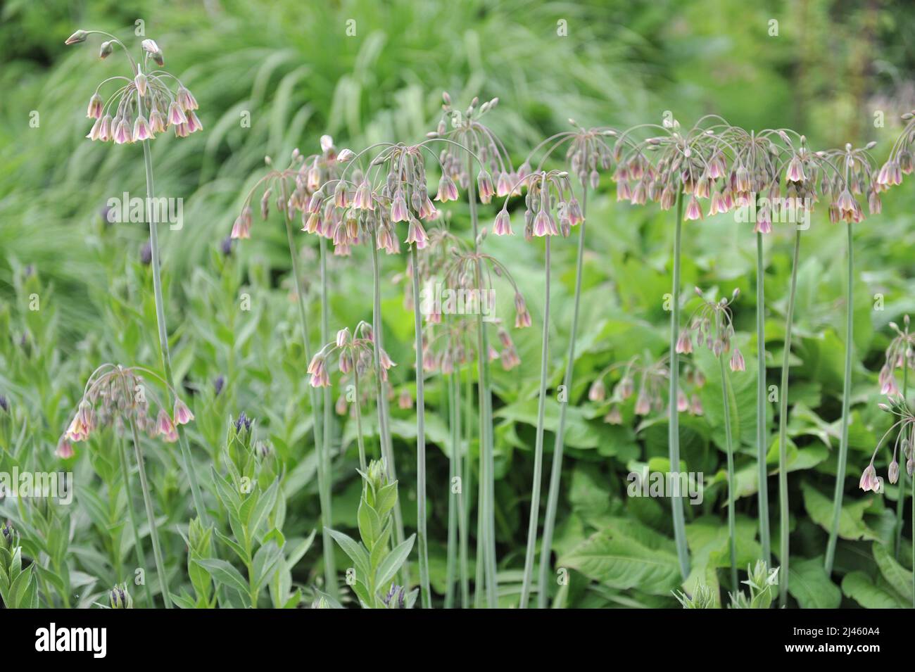 Sizilianischer Honig Knoblauch (Allium siculum, Nectaroscordum siculum) blüht im Mai in einem Garten Stockfoto