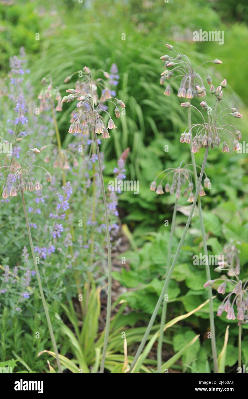 Sizilianischer Honig Knoblauch (Allium siculum, Nectaroscordum siculum) blüht im Juni in einem Garten Stockfoto