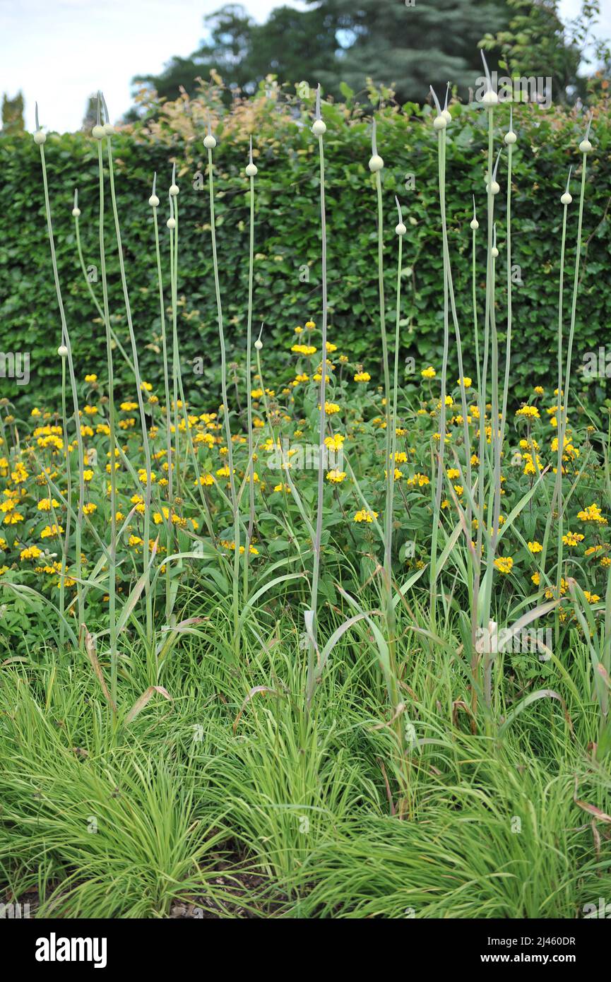 Der extrem große Allium Summer Drummer bereitet sich im Juni auf die Blüte in einem Garten vor Stockfoto