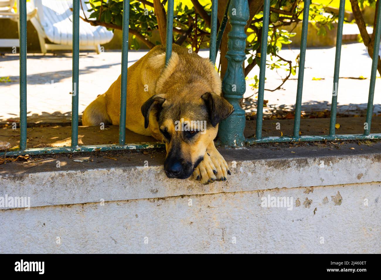 Streunender Hund. Ein trauriger streunender Hund hinter den Zäunen eines verlassenen Hauses. Problemkonzept für streunende Hunde. Stockfoto
