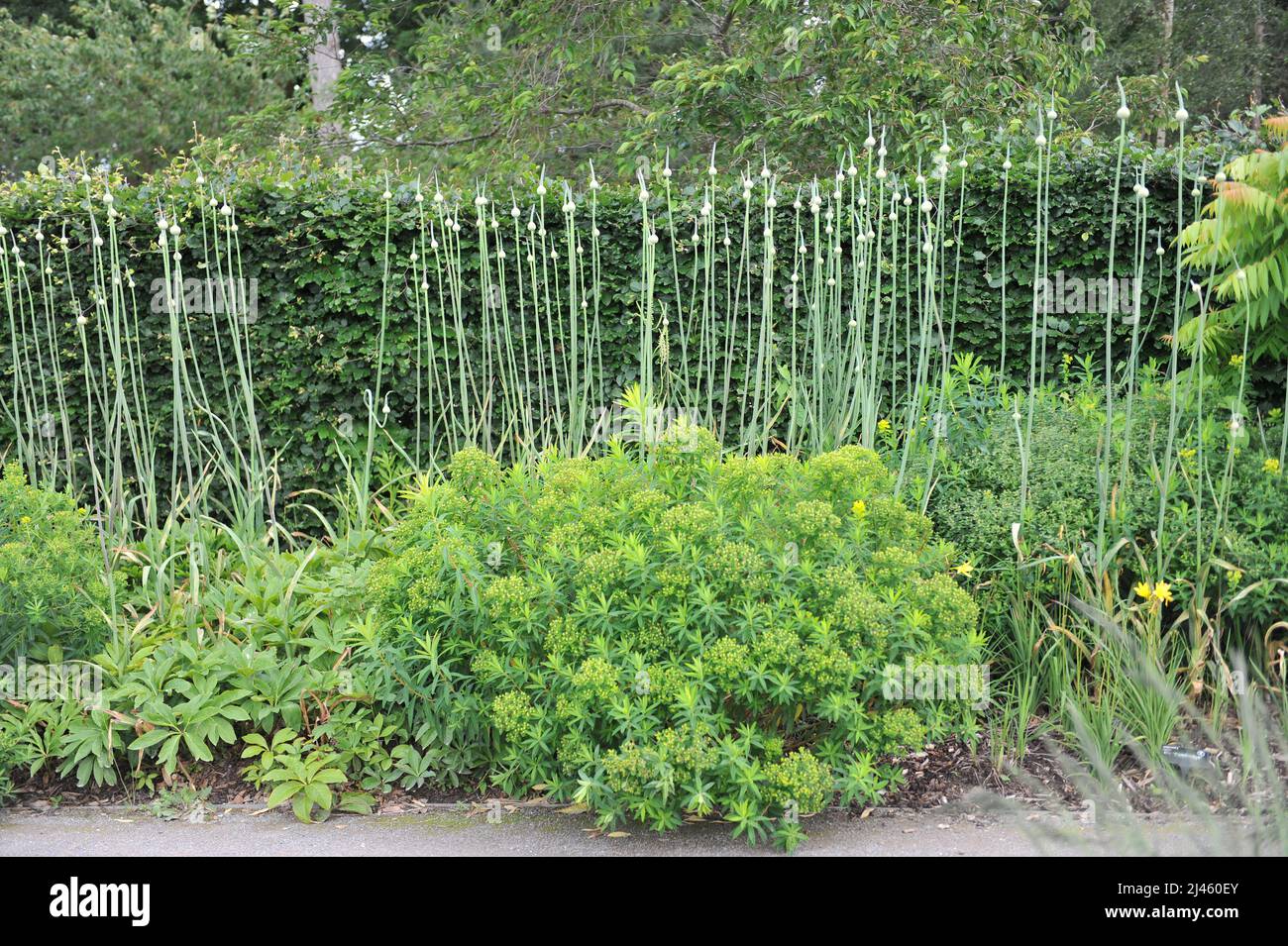 Der extrem große Allium Summer Drummer bereitet sich im Juni auf die Blüte in einem Garten vor Stockfoto