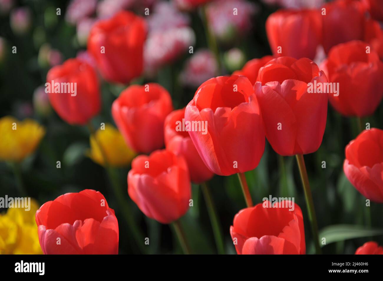 Red Darwin Hybrid Tulpen (Tulipa) Diamond Shiner blühen im März in einem Garten Stockfoto