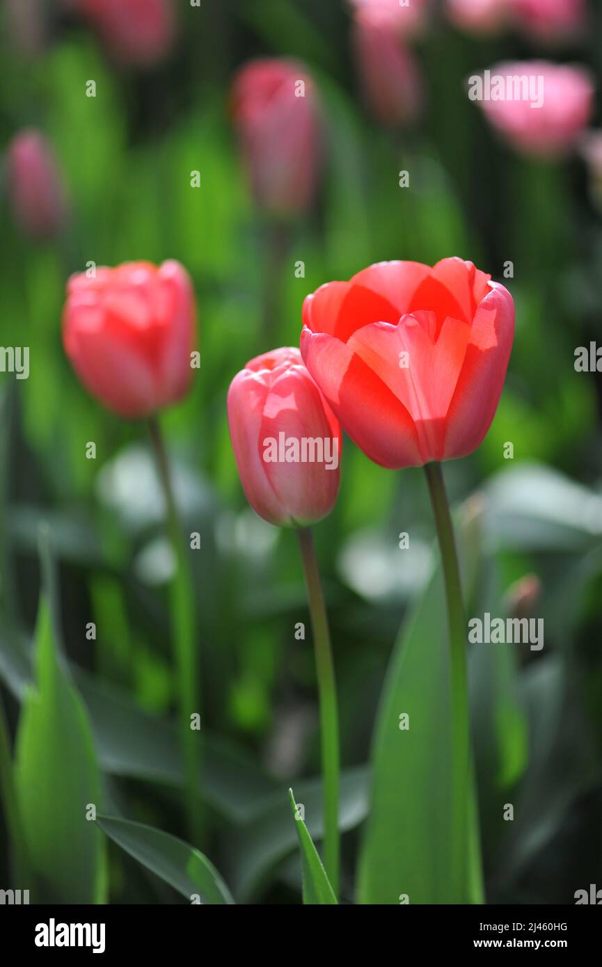 Red Darwin Hybrid Tulpen (Tulipa) Diamond Shiner blühen im März in einem Garten Stockfoto