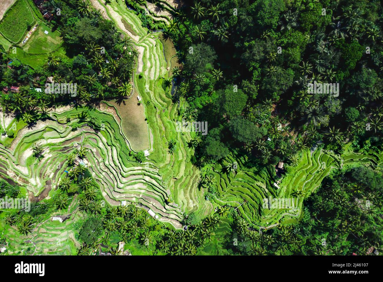 Reisfelder, Bali, Indonesien Stockfoto