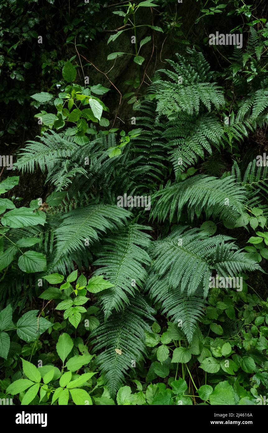 Grüne Farnblätter (Polypodiopsida) und gewöhnliche Brombeere (Rubus allegheniensis) Pflanzen in einem Wald in Deutschland, Europa Stockfoto