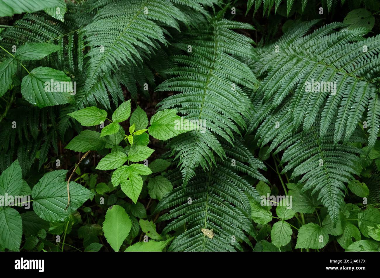 Grüne Farnblätter (Polypodiopsida) und gewöhnliche Brombeere (Rubus allegheniensis) Pflanzen in einem Wald in Deutschland, Europa Stockfoto