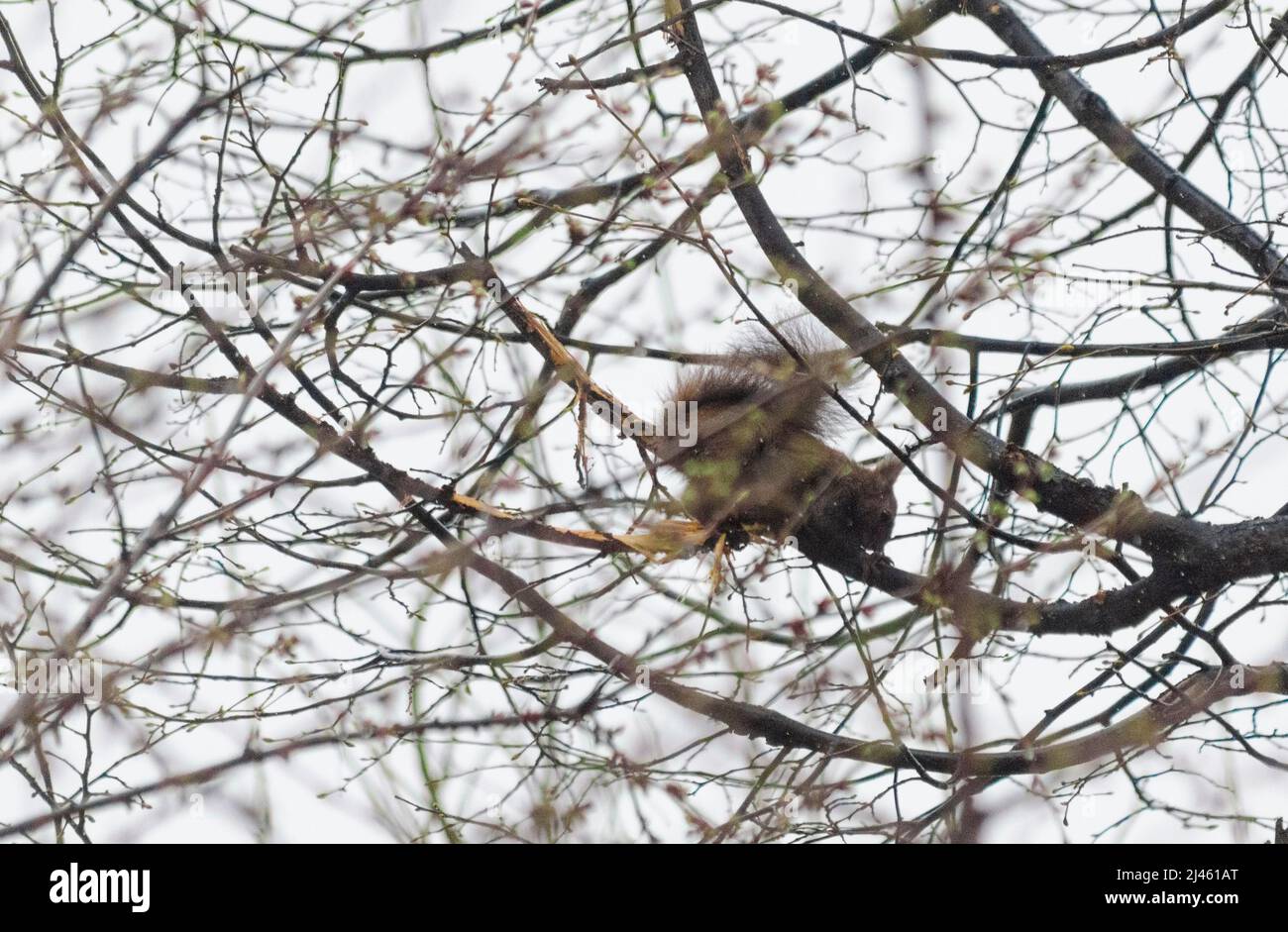 Ein eurasischer Eichhörnchen ( Sciurus vulgaris ) auf einem Baum in den Wäldern der Capathischen Berge in Romanaia. Einige dieser Roten Eichhörnchen sind bekannt Stockfoto