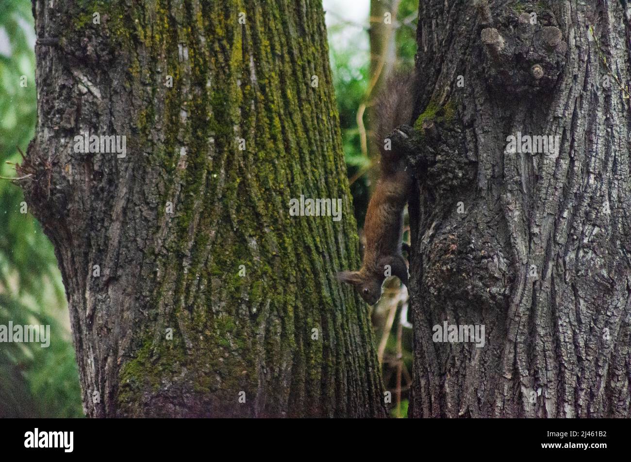 Ein eurasischer Eichhörnchen ( Sciurus vulgaris ) auf einem Baum in den Wäldern der Capathischen Berge in Romanaia. Einige dieser Roten Eichhörnchen sind bekannt Stockfoto