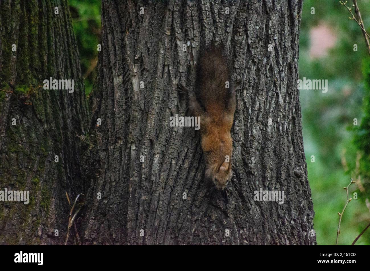 Ein eurasischer Eichhörnchen ( Sciurus vulgaris ) auf einem Baum in den Wäldern der Capathischen Berge in Romanaia. Einige dieser Roten Eichhörnchen sind bekannt Stockfoto