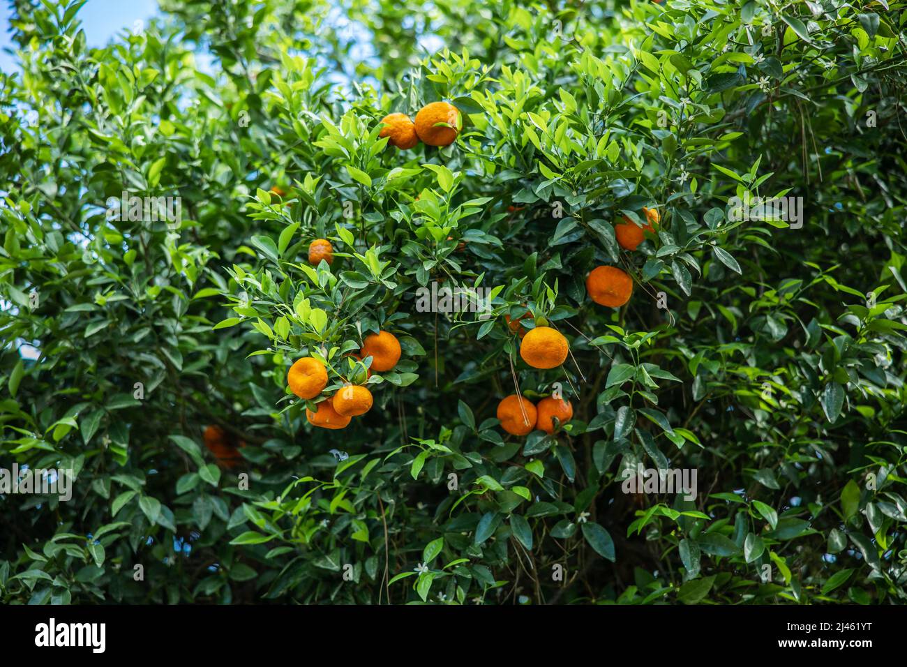 Überreife Orangen, die auf einem Orangenbaum wachsen, wenn sie nicht geerntet werden Stockfoto