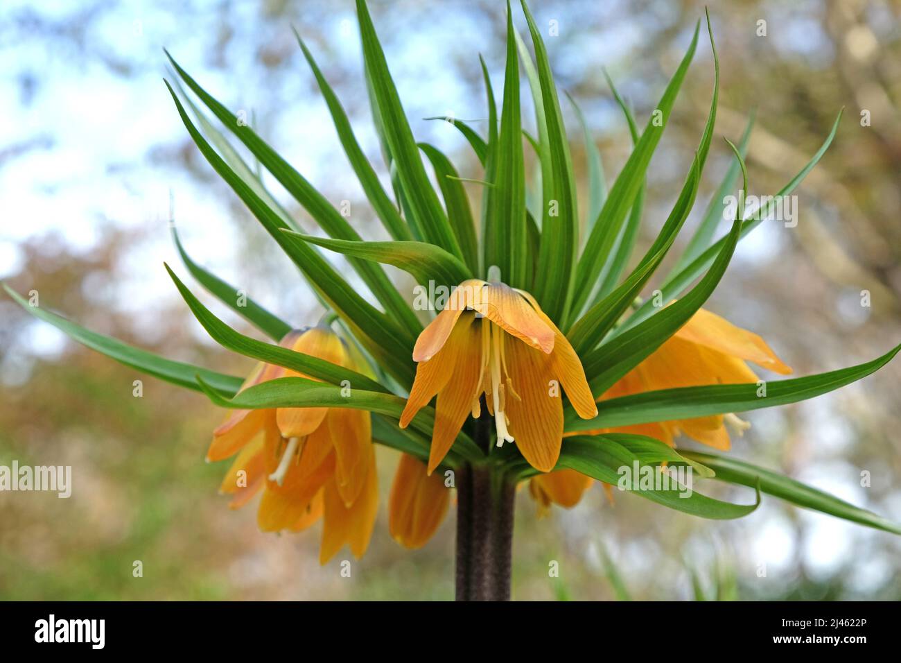 Gelbe Fritillaria imperialis (Krone Imperial) in Blüte Stockfoto