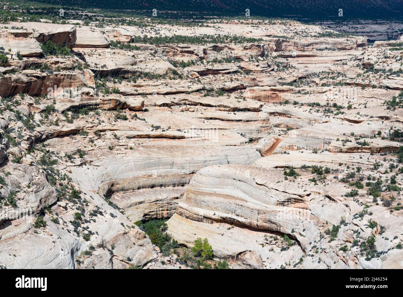 Wunderschöner erodierter Sandstein Canyon im Natural Bridges National Monument in Utah Stockfoto