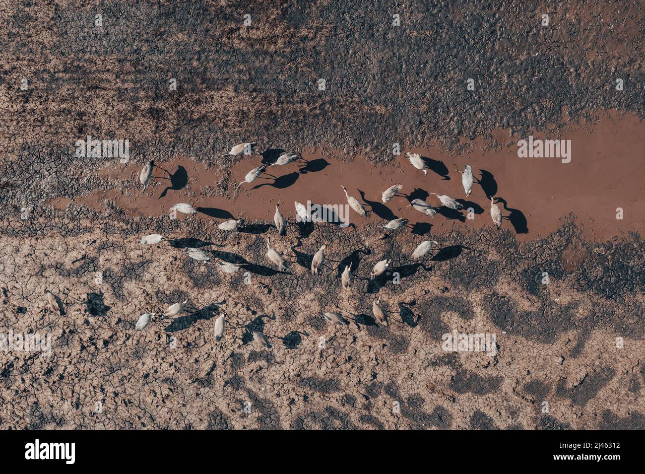 Schar von gewöhnlichen Kranichvögeln (Grus grus), die während des Frühjahrszuges in der Nähe des Teiches ruhen, von oben nach unten aus der Luft geschossen. Reiher sind Spitzenfeinde in Gewässern Stockfoto