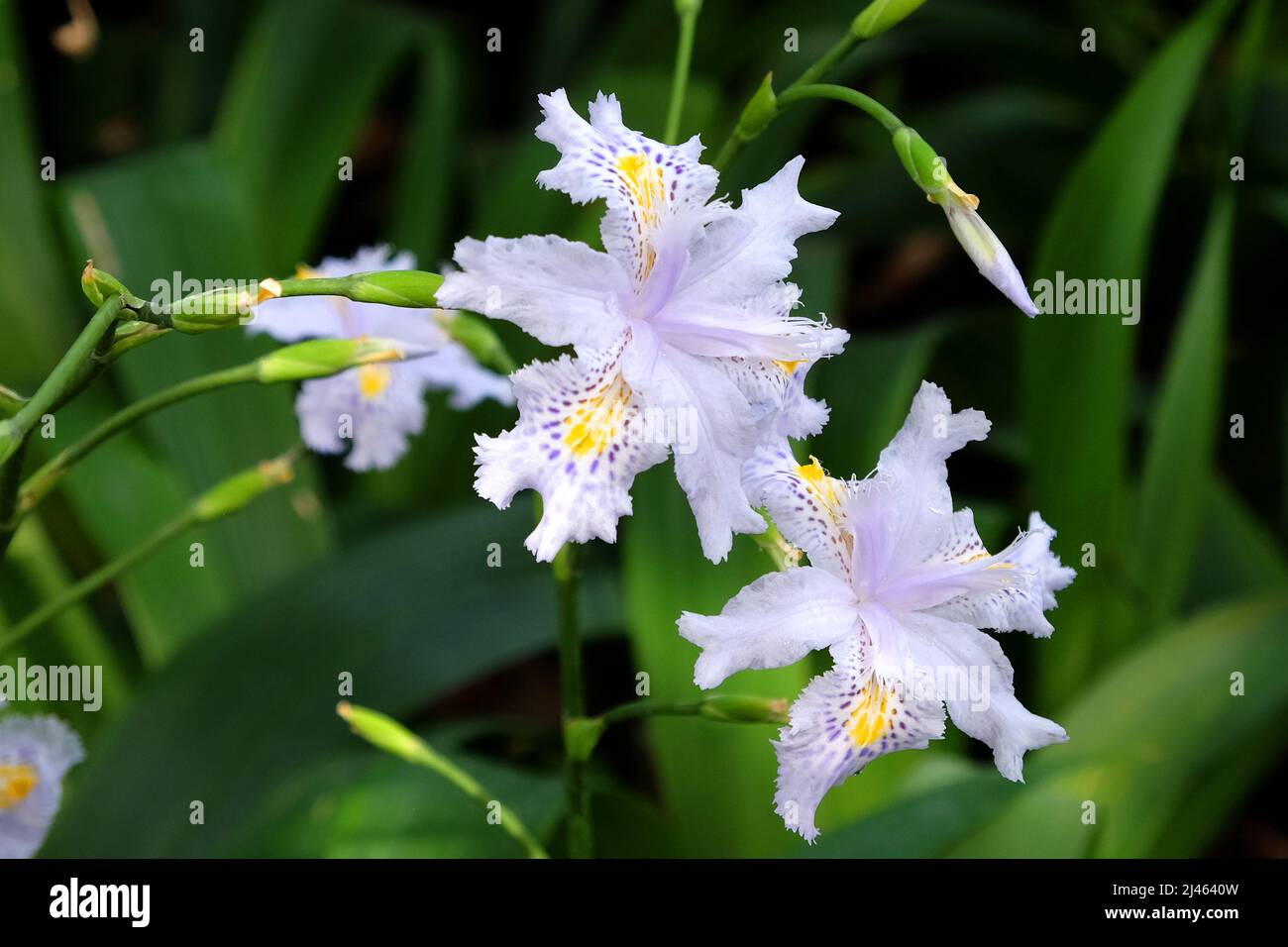 Lilac Iris Japonica, Schmetterlingsblume, blüht. Stockfoto
