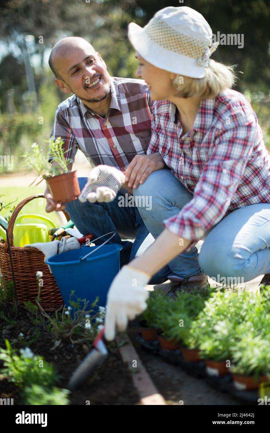 Frau und Mann kümmern sich im Garten um Rosen Stockfoto